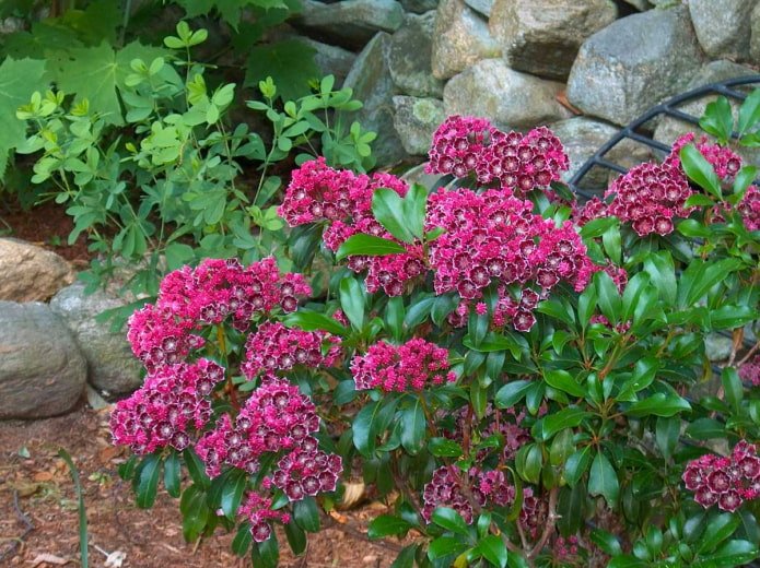 Floração da Cálmia