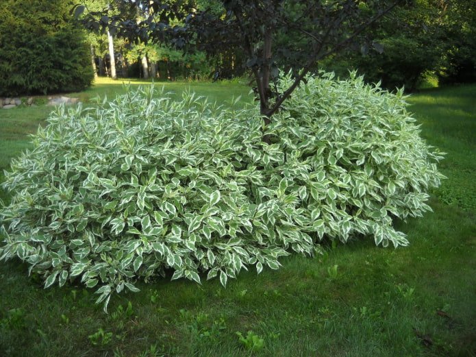 arbusto de jardim com folhas variegadas
