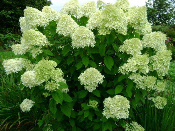 floração da hortênsia panícula