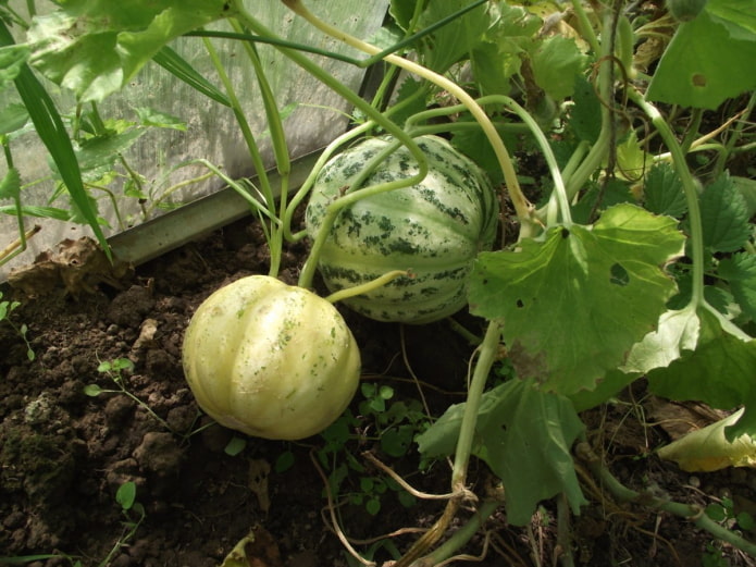Cultivando Manduria