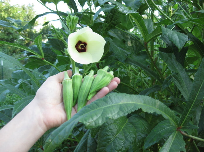Flor de quiabo