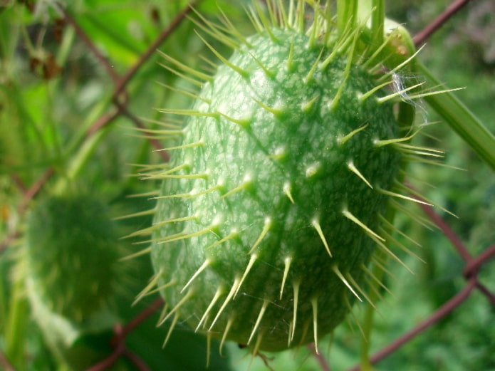 Pepino-ouriço