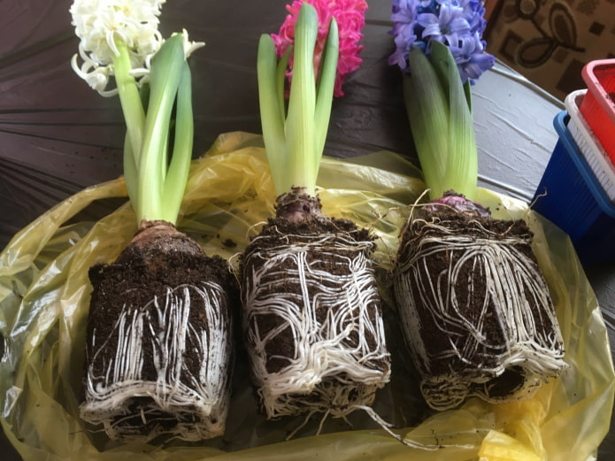 transplante de jacintos para outro vaso