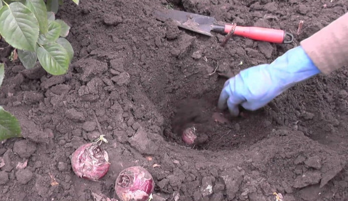 plantando jacinto no solo