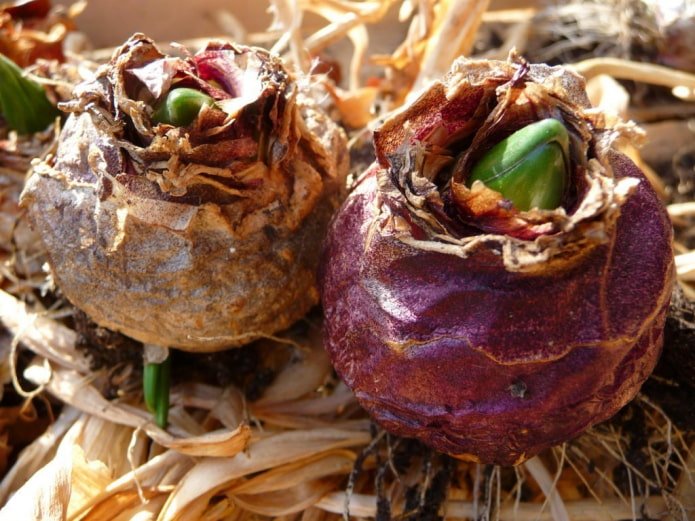 bulbos de jacinto antes do plantio
