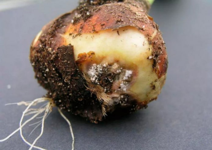 bulbo de jacinto podre