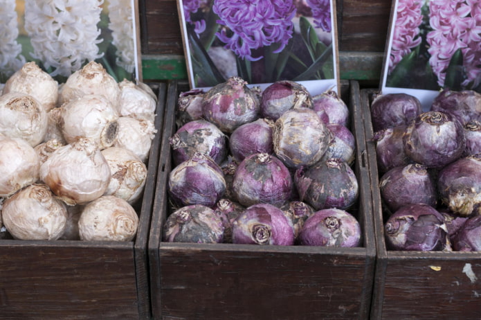 bulbos de jacinto armazenados