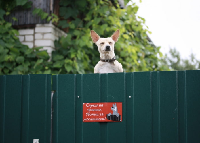 Cuidado com o cão raivoso