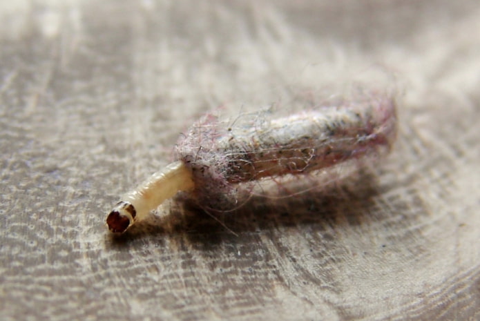 larva de traça