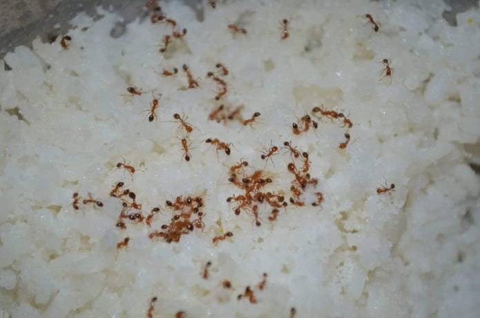 como as formigas aparecem em casa