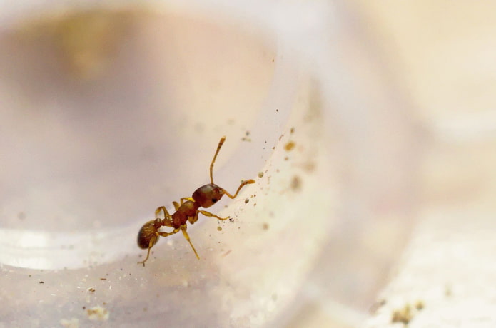 Por que as formigas domésticas são perigosas