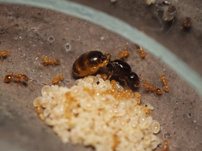 como encontrar um formigueiro em um apartamento