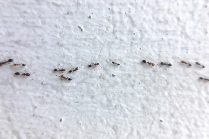 caminhos de formigas em casa