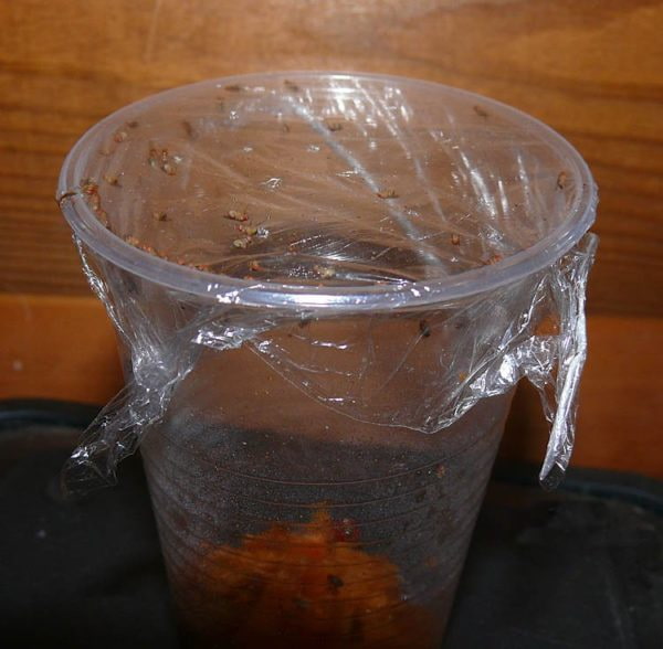armadilha para mosquitos simples