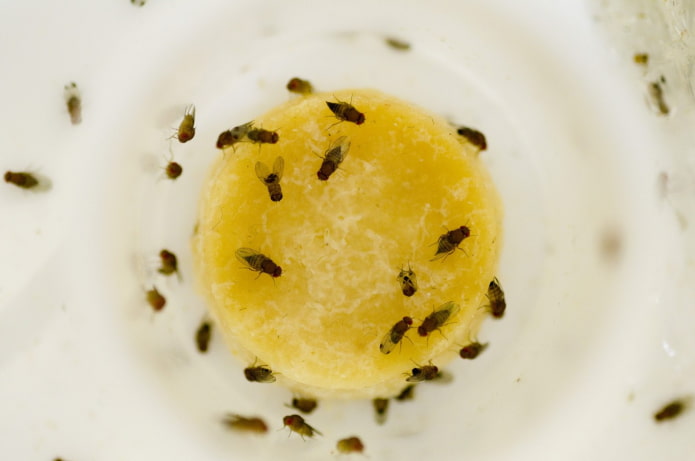 Prevenção contra drosófilas na cozinha