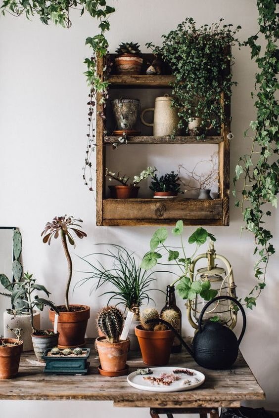 Flores para ambientes internos
