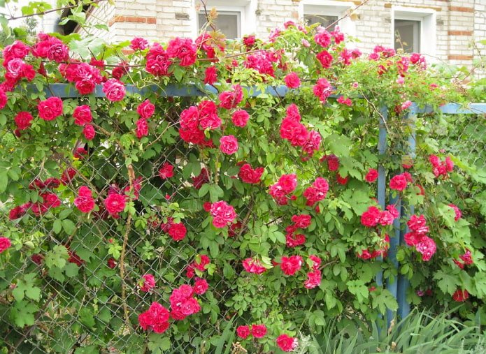 Rosas ao longo da cerca