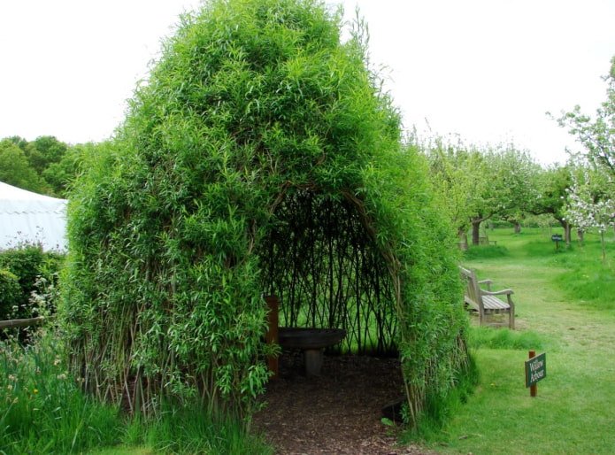 Gazebo de salgueiro