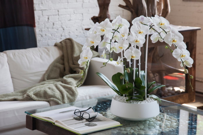 Orquídea Branca