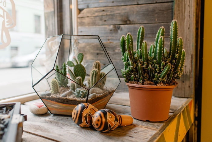 Cactos no interior