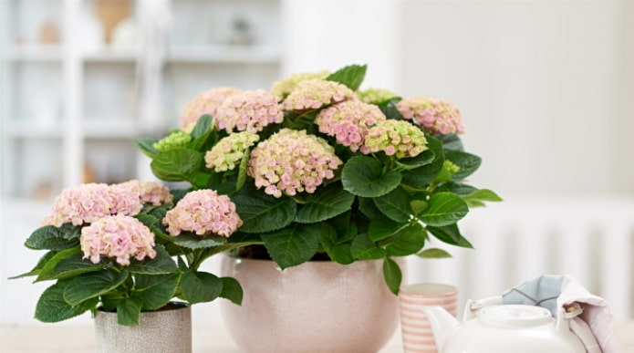 Hortênsia