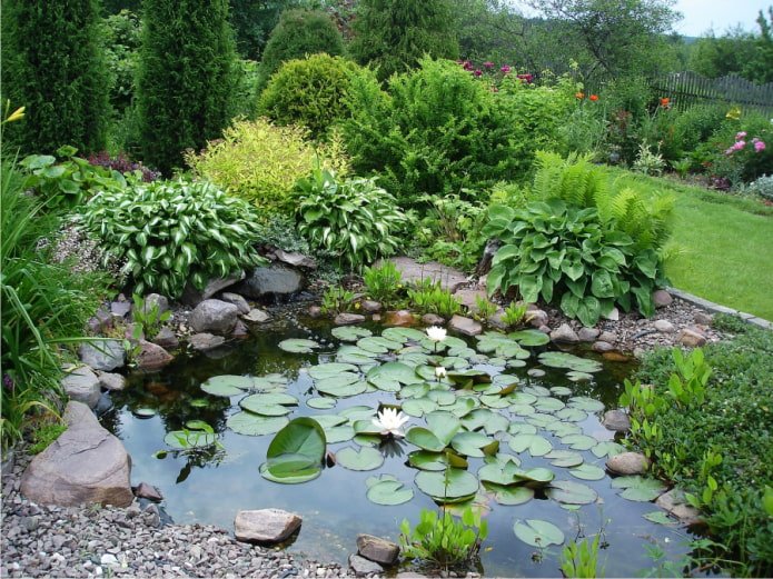 hosta perto de um lago