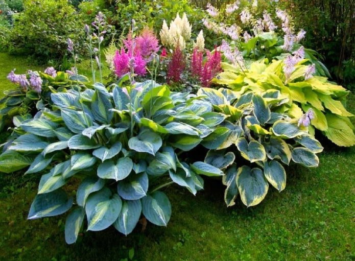 hosta em um canteiro