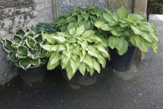 hostas em vasos