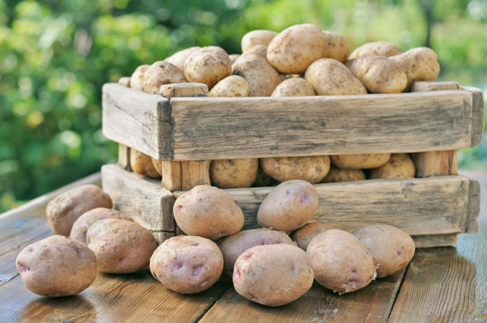 Batatas
