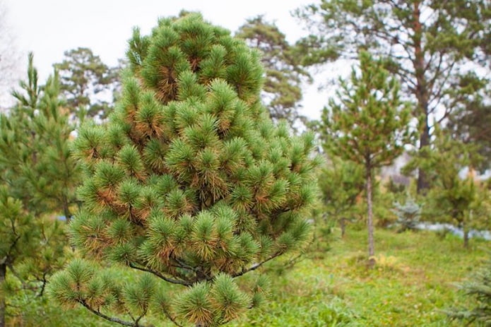 Pinheiro-cedro-siberiano
