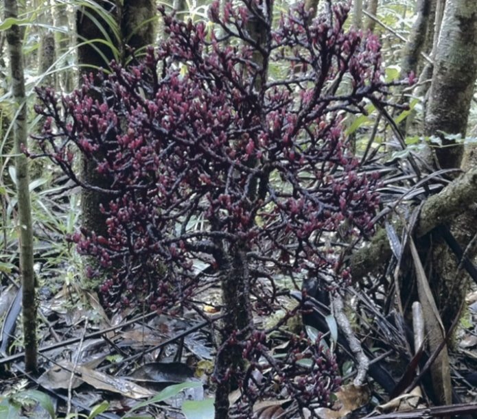 Planta Parasitaxus