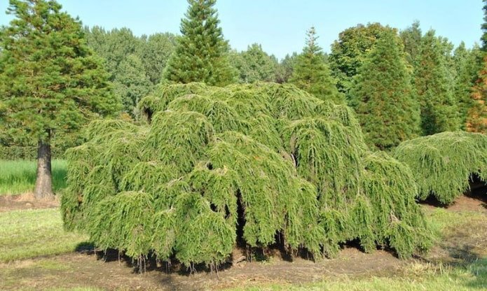 Cicuta-canadense
