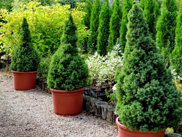 Spruce Konika