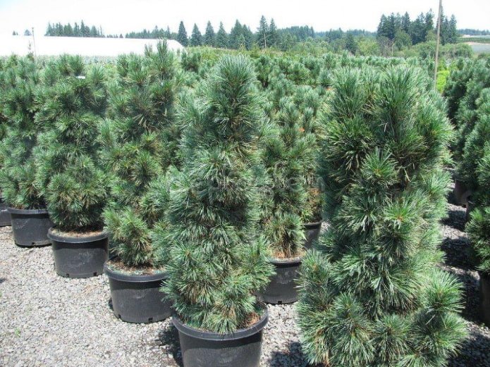 Pinheiro Compacto Glauca