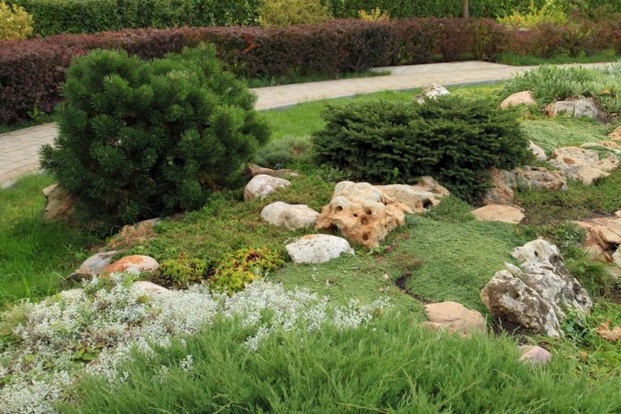 jardim de pedras com coníferas