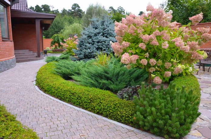 composição de coníferas com hortênsia rosa