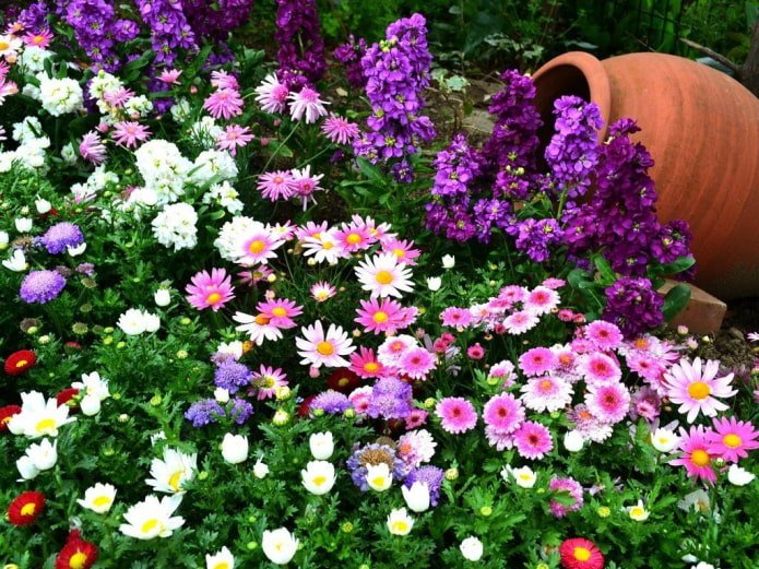 um canteiro de flores anuais com um jarro