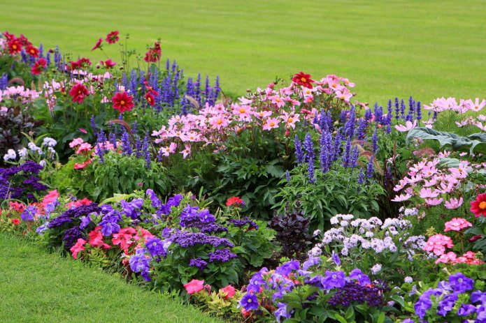 um canteiro de flores anuais de vários níveis