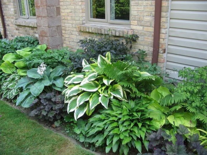 Canteiro de hostas