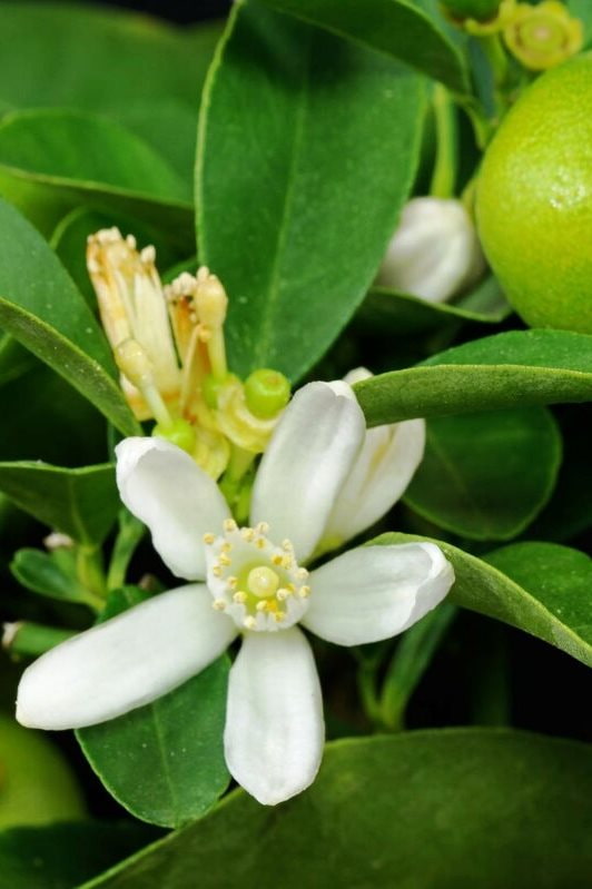 Floração