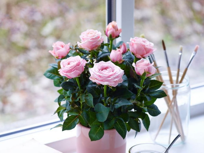Rosa de Interior