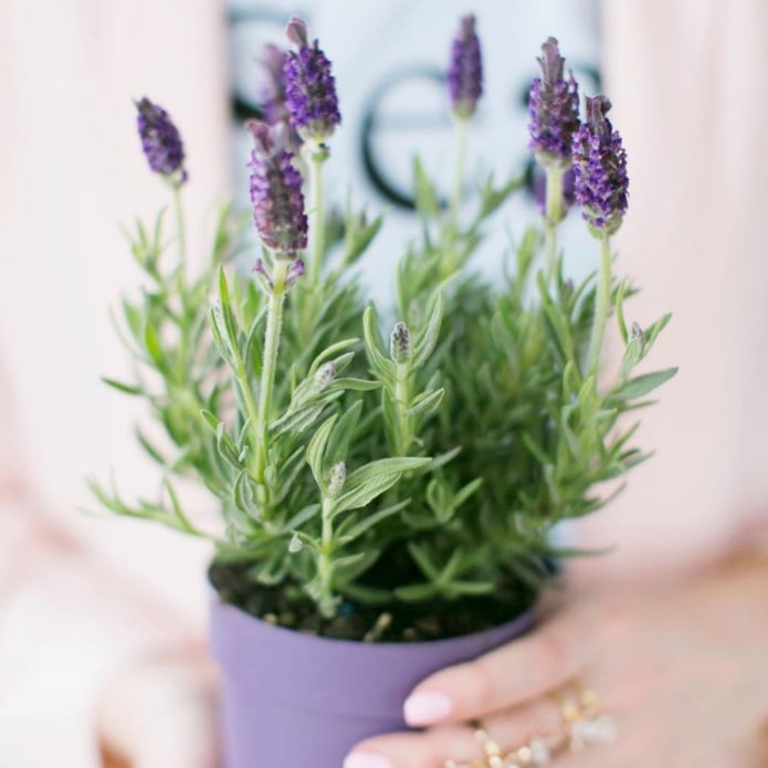 Lavanda para ambientes internos