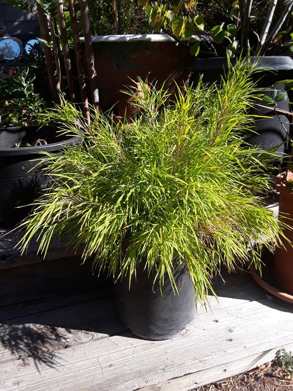 Bambu chorão mexicano