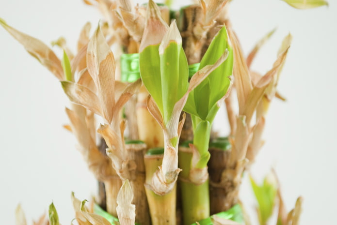 folhas de bambu amarelas