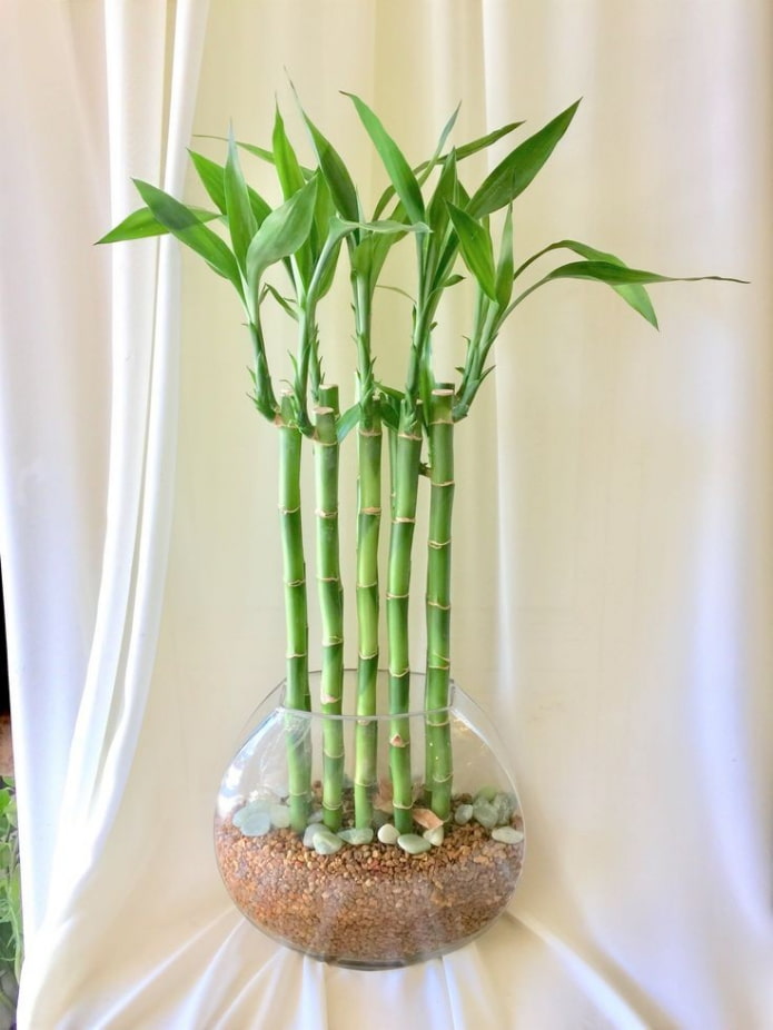bambu em um vaso