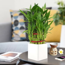 Como cuidar do bambu em casa?-2
