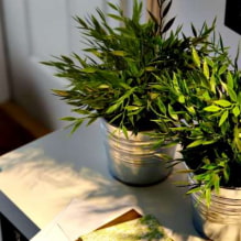 Como cuidar do bambu em casa?-8
