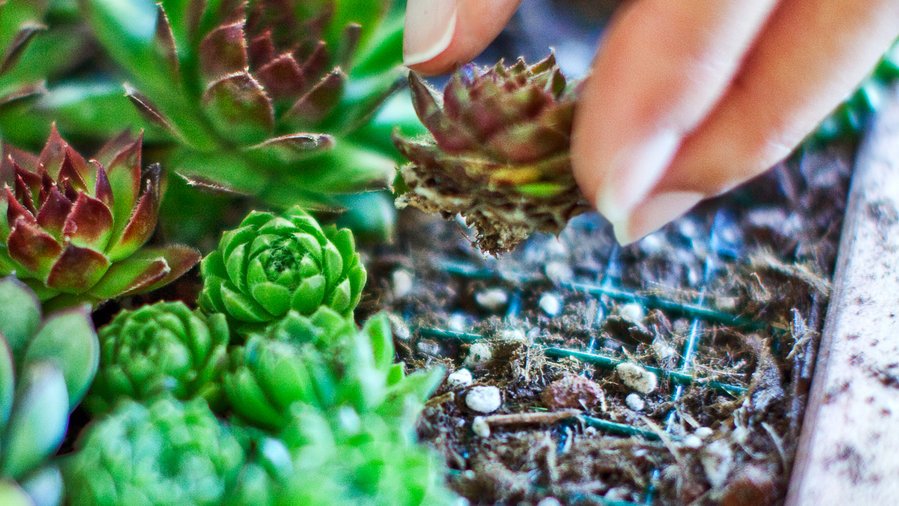 plantando suculentas