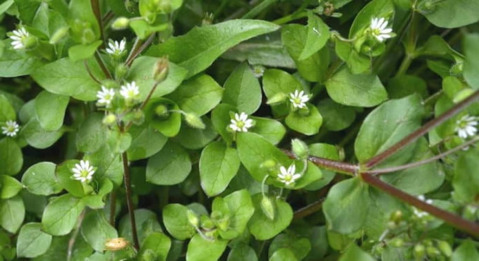 erva-pinheira