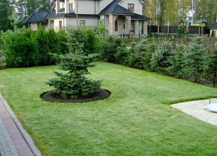 Cortina contra uma planta solitária